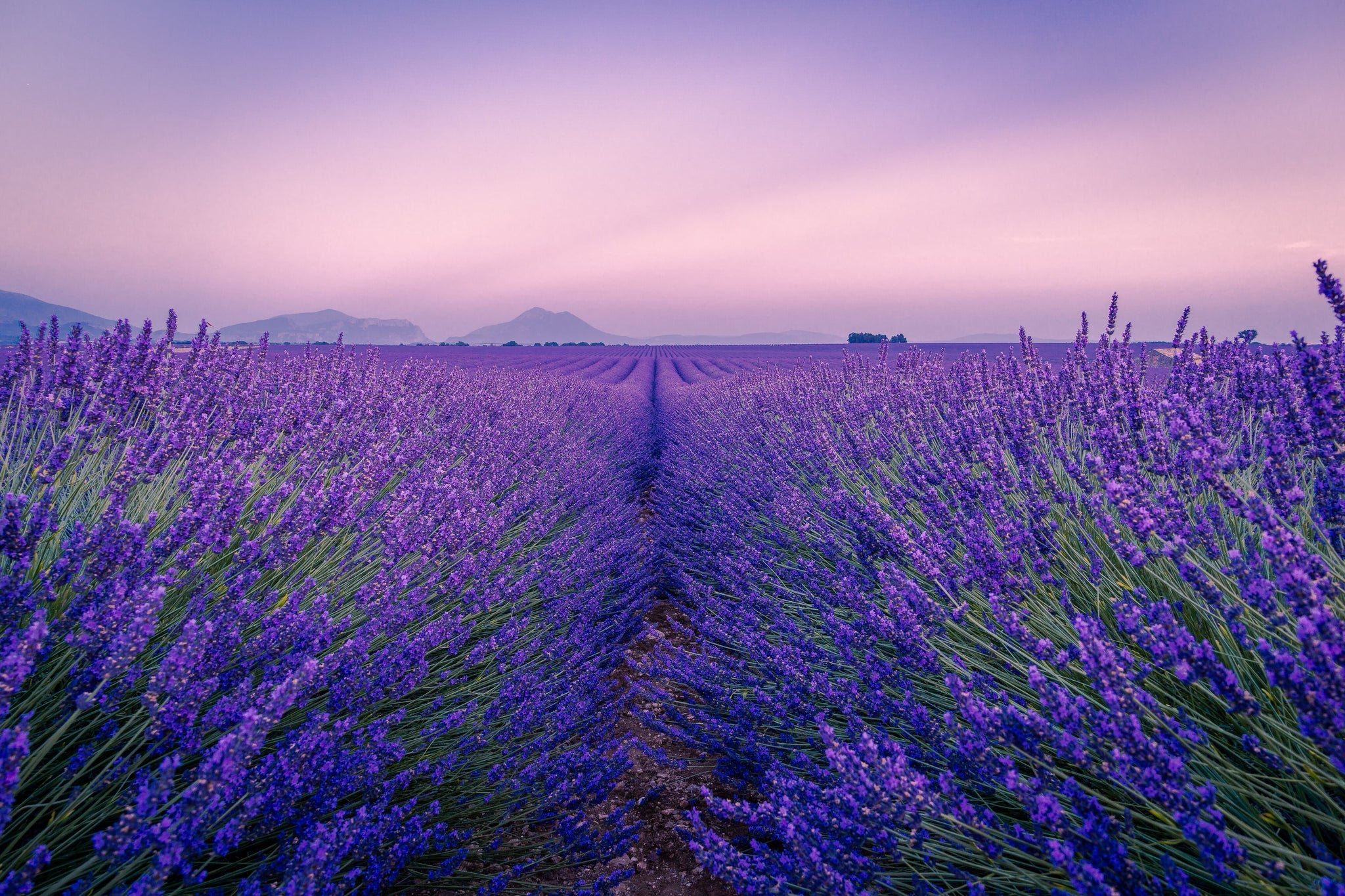 The Power of Lavender and CBD: Promoting Relaxation and Wellness
