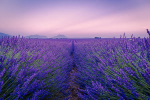 The Power of Lavender and CBD: Promoting Relaxation and Wellness